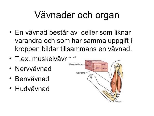 vad är en vävnad vad är en vävnad